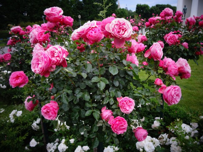 Флорибунда подарит вашему саду поистине роскошный вид и чудесный аромат 