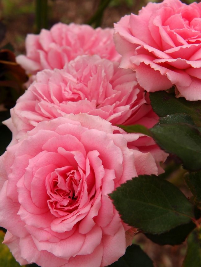 Шикарная ароматная роза сорта Сarol 