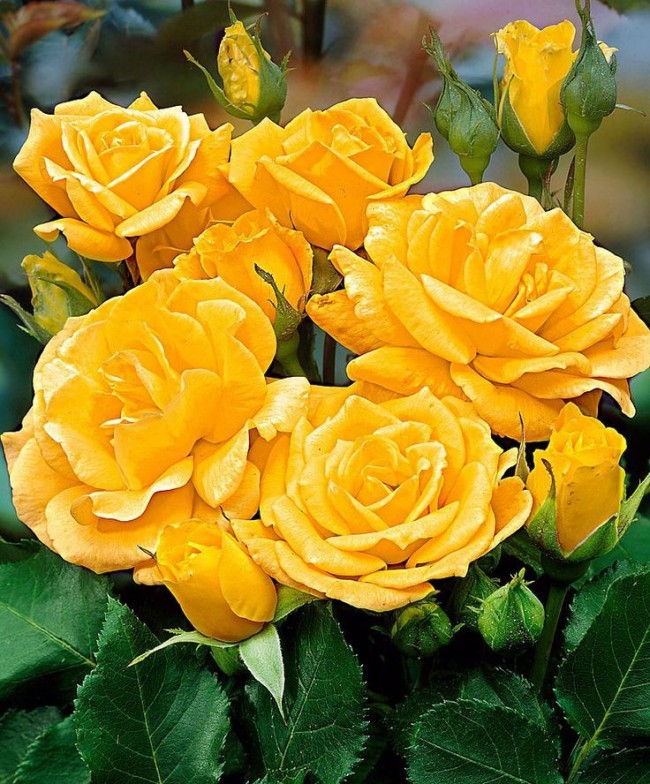 Вспышка солнца на клумбе - роза флорибунда сорта Arthur Bell