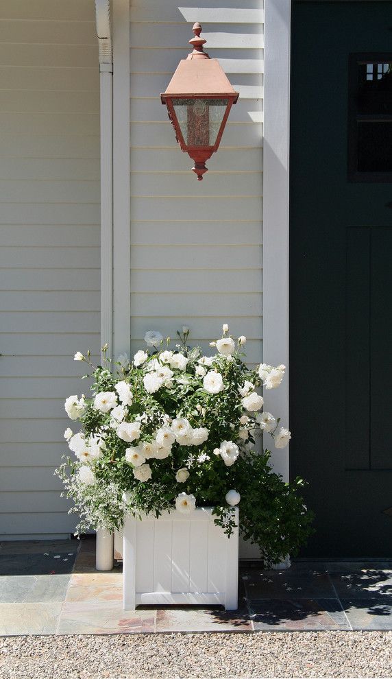 Куст нежной белой розы флорибунды в кашпо возле дома - прекрасное украшение входа в дом 