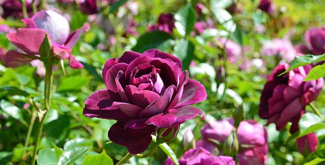 Цветы глубокого бургундского цвета сорта Burgundy Ice