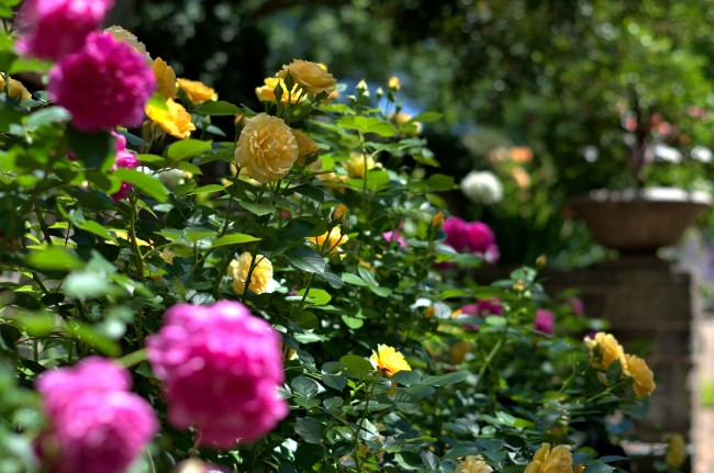 Потрясающее украшение сада - изгородь из роз флорибунда 
