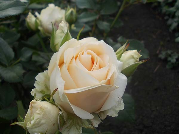 чайно-гибридная роза сорта