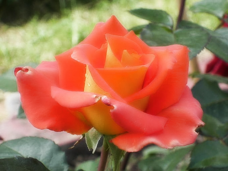 Выращивание садовых роз в открытом грунте: советы и правила