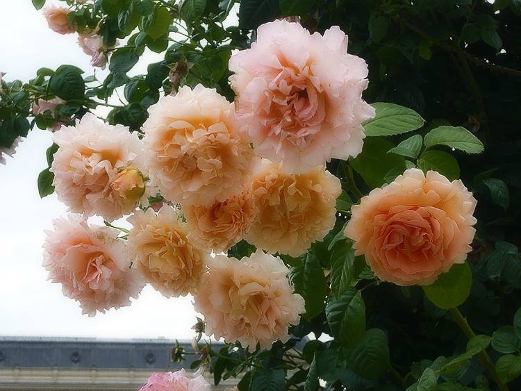 Выращивание садовых роз в открытом грунте: советы и правила