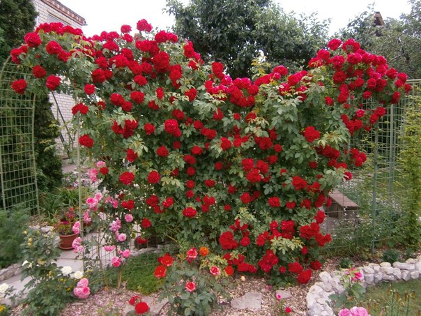 Плетистая роза Фламентанц